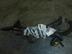 Проводка (коса) Nissan Note I [E11] 2005 - 2013
