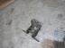 Петля двери Nissan Note I [E11] 2005 - 2013