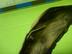 Экран тепловой Volkswagen Golf V 2003 - 2009